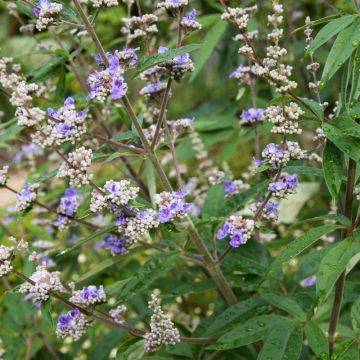 Vitex Latifolia - Gattilier