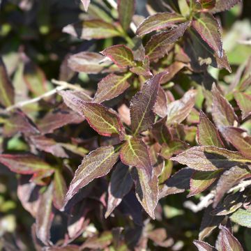 Weigela Black and White
