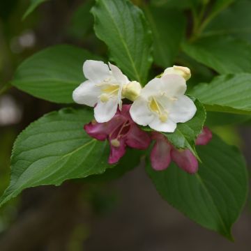 Weigelia Marjorie