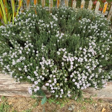 Westringia fruticosa - Romarin d'Australie