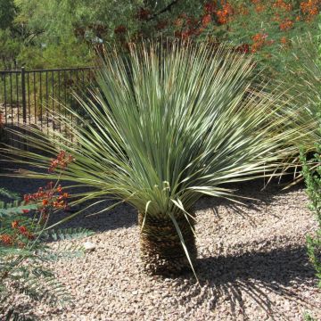 Yucca rostrata, yucca bleu Meilland Richardier