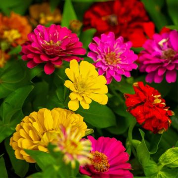 Zinnia géant de Californie