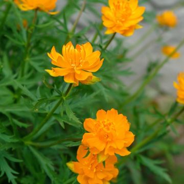 Trollius X ‘Orange Globe’