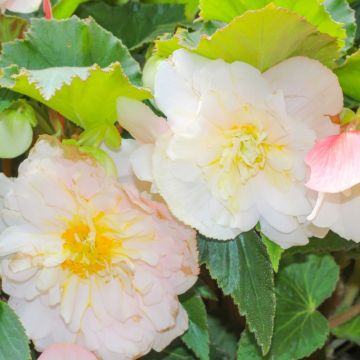 Bégonia CASCADE ODORATA ® Blanc / Rose