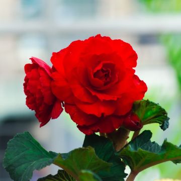 Begonia cascade odorata ® rouge/rose