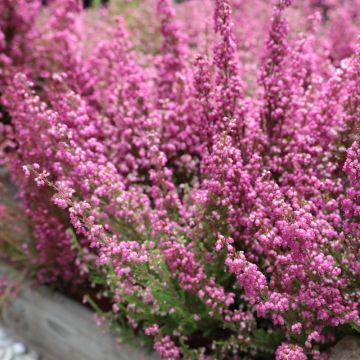 bruyère BEAUTY QUEEN