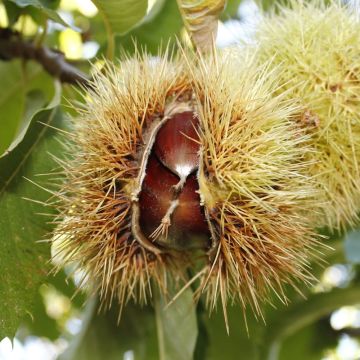 Châtaignier ou Castanea sativa ‘Comballe’