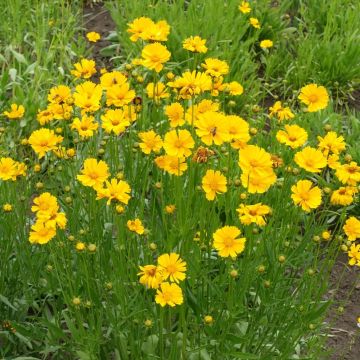 Coreopsis nain jaune