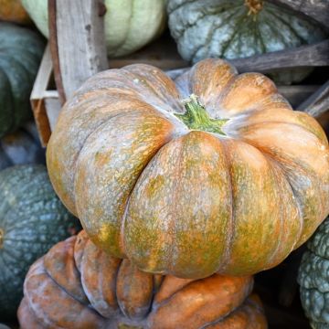 Courge Musquée Muscade