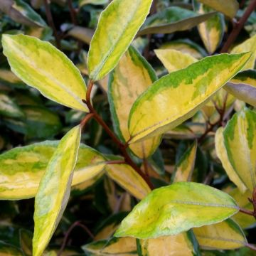 Elaeagnus X ebbingei 'Limelight', arbuste Meilland Richardier
