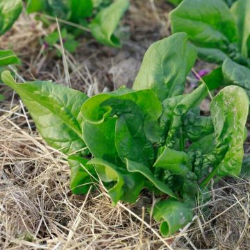 Epinard Butterflay BIO