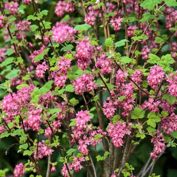 Groseillier à fleurs roses Le lot de 2