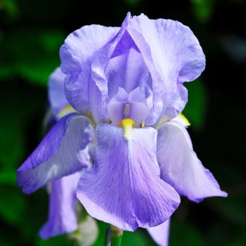 Iris à grandes fleurs Blue Shimmer