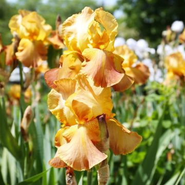 Iris à grandes fleurs Harmonie