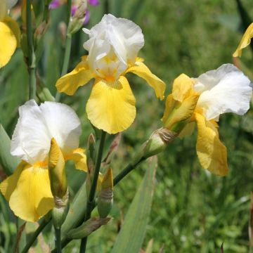 Iris germanica Pinnacle - Iris des Jardins
