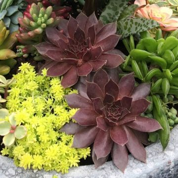 Joubarbe ou Sempervivum CHICK CHARMS ® Chocolate Kiss