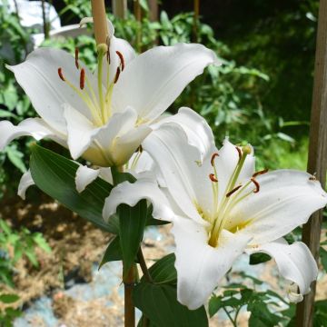 Lys Oriental Siberia