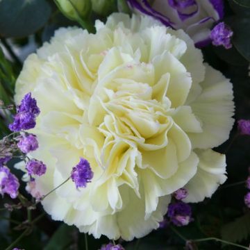 Oeillet des fleuristes jaune