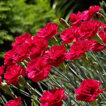 Oeillets alpinus Fire Star Oeillets alpinus Fire Star