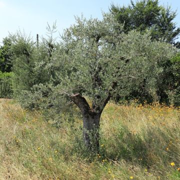 Olivier Leccino Olivier Leccino