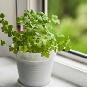 Persil géant d’Italie BIO pour potagers d'intérieur