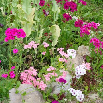 Phlox de Drummond à grandes fleurs variées
