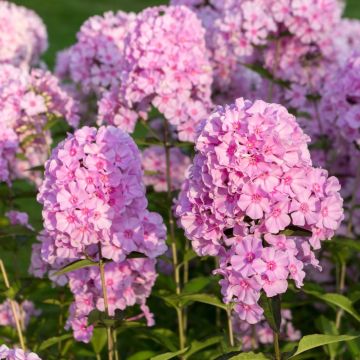 Phlox paniculata ‘Fullhorn’ Phlox paniculata ‘Fullhorn’
