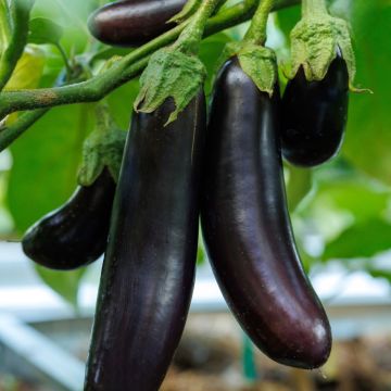 Plant d’Aubergine longue Kazimir F1 greffé
