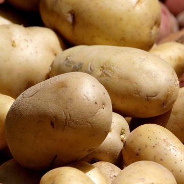 Pomme de terre Bintje