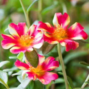 Pourpier portulaca DUNA ® purple cross