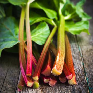 Rhubarbe Victoria BIO