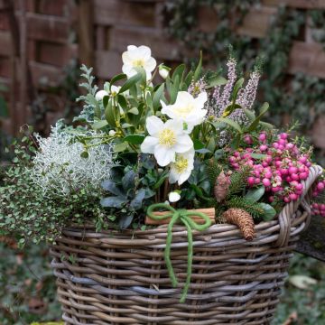 Rose de Noël ‘Christmas Carol’