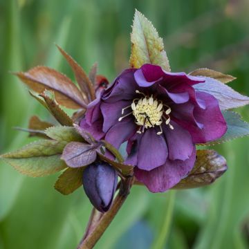 Rose de Noël Double Ellen Purple