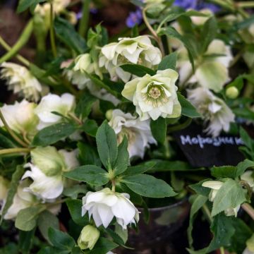 Rose de No&euml;l Double Ellen White