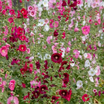 Rose trémière simple Pastorale variée