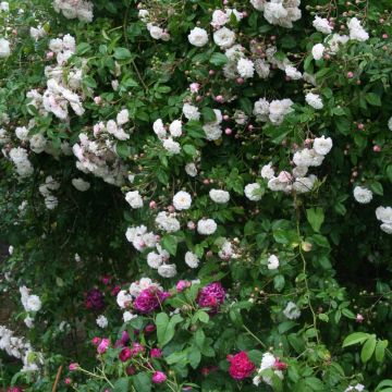 Rosier grimpant liane Félicité-Perpétue, plantes grimpantes Meilland Richardier