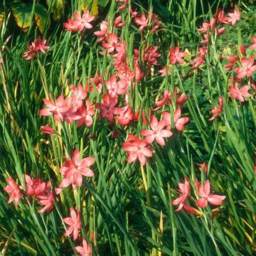 Schizostylis coccinea ‘Rubra’