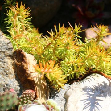 Sedum Rupestre Aureum
