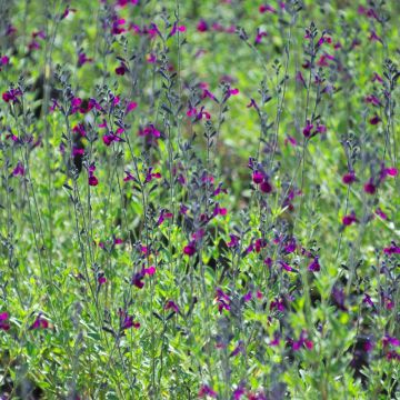 Sauge arbustive ou Salvia jamensis VIOLETTE DE LOIRE ® ‘Barsal’ 