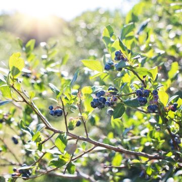 Myrtillier ou Vaccinium corymbosum ‘Blue Pearl’