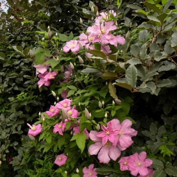 Clématite ou Clematis X 'Comtesse de Bouchaud' Meilland Richardier