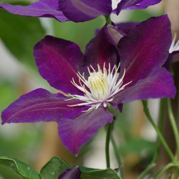 Clématite ou Clematis X ‘The Vagabond’ Meilland Richardier