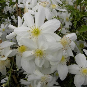 Clématite ou Clematis X cartmanii AVALANCHE ® ‘Blavaal’ Meilland Richardier