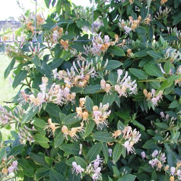 Chèvrefeuille, Lonicera periclymenum CAPRILIA ® Ever ‘Inov42’