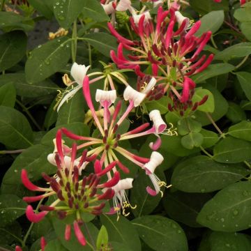 Chèvrefeuille, Lonicera periclymenum CAPRILIA ® Imperial ‘Inov86’ Meilland Richardier