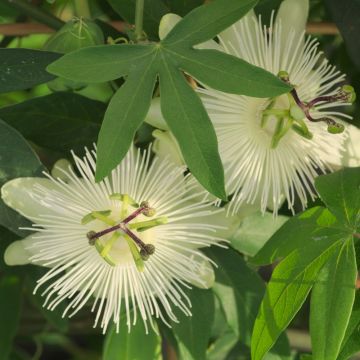 Passiflora X RIVERSIDE ® SNOW QUEEN ® Meilland Richardier