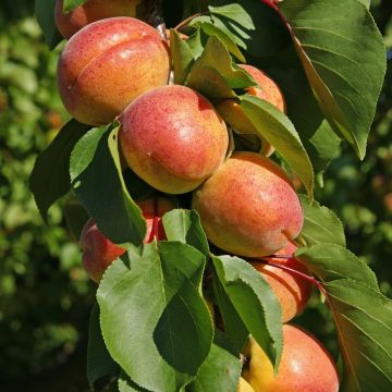 Abricotier Polonais