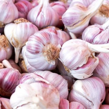 Ail rose du nord