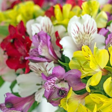 Alstroem&egrave;res en m&eacute;lange ou Lis des Incas