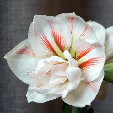 Amaryllis double Nymph
